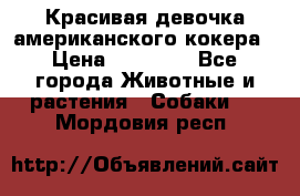 Красивая девочка американского кокера › Цена ­ 35 000 - Все города Животные и растения » Собаки   . Мордовия респ.